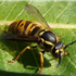 Yellowjacket Wasps