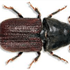 Mountain Pine Beetle