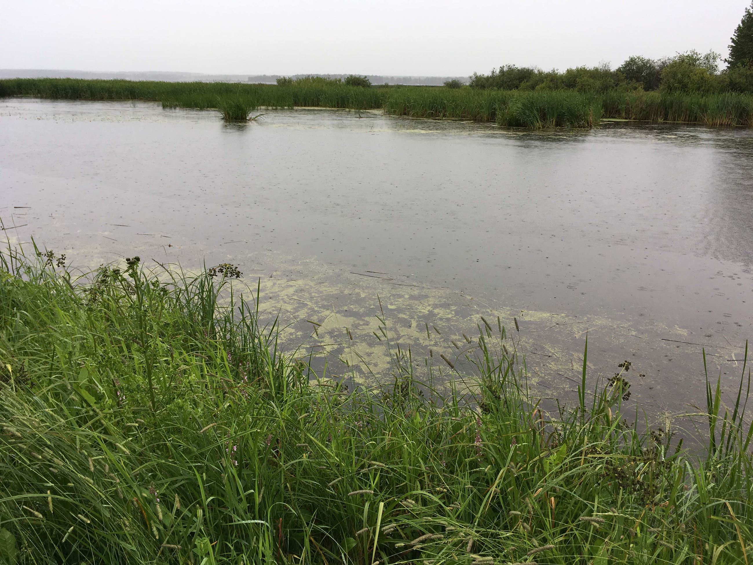 blue green algae buck lake july 19 2019