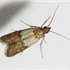 Indian Meal Moth