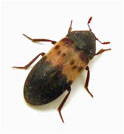 Larder Beetle