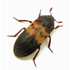 Larder Beetle