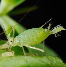 Aphid on a leaf with smaller aphids