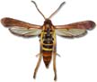 Adult Ash Borer