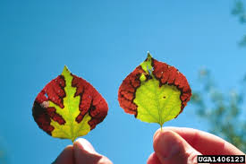 Bronze Leaf Disease