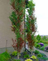 Tree with visible damage from bronze leaf disease