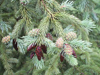 New galls on a tree