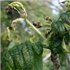 Cottony Psyllids on Ash