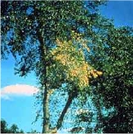An elm tree during the summer with yellow leaves