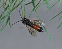 Adult Larch Sawfly