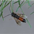 Larch Sawfly