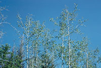 A group of aspens with moderate defoliation