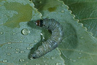 Large Aspen Tortrix larva on a leaf