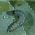 Large Aspen Tortrix