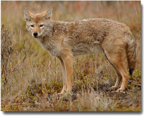 A coyote standing in grass