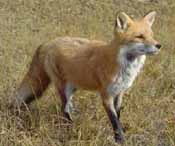 A fox in a grass field