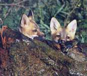A group of fox pups hiding behind a log