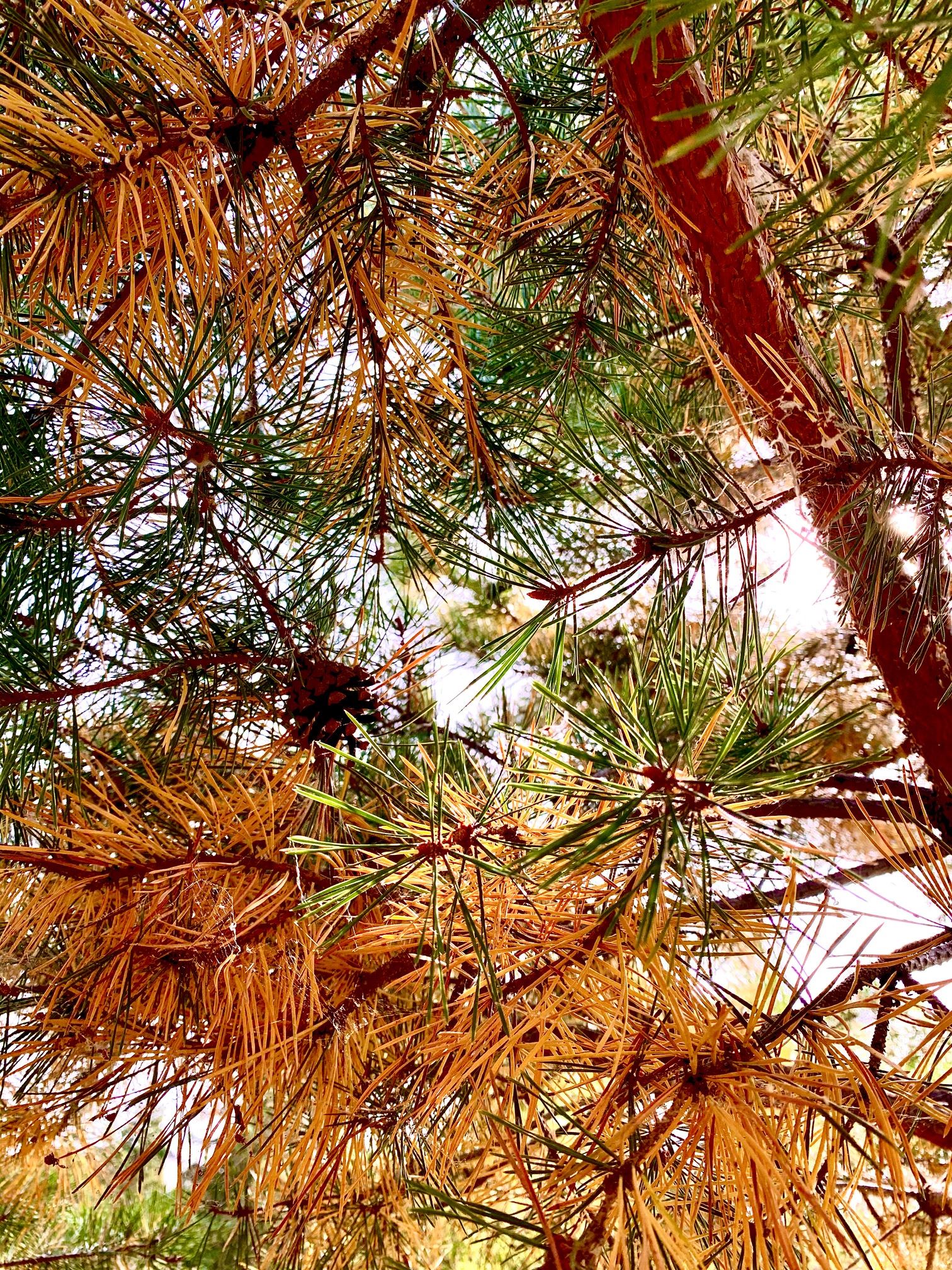 Pine Fall Needle Drop 2