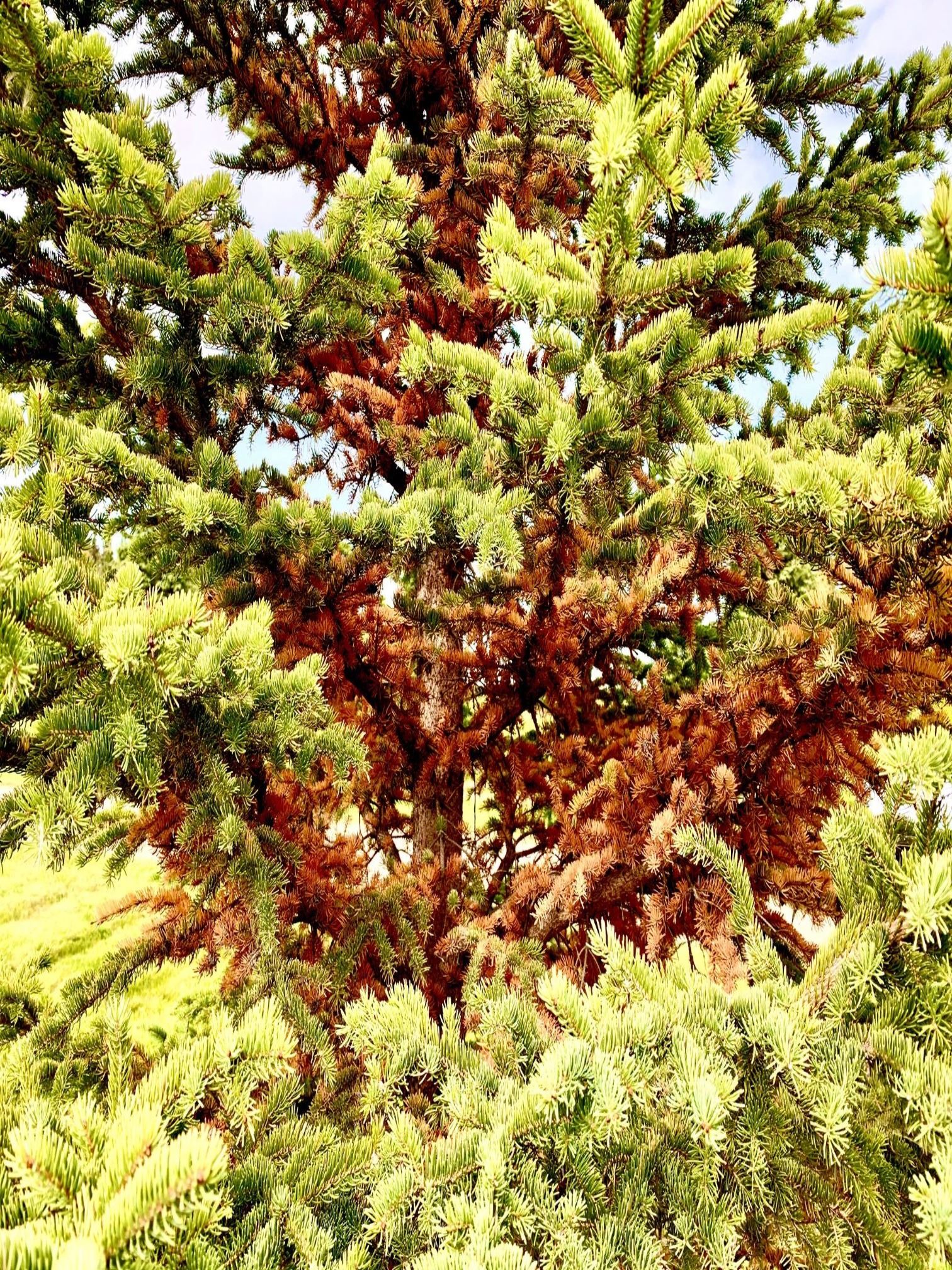 Spruce Fall Needle Drop