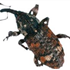 White Pine Weevil