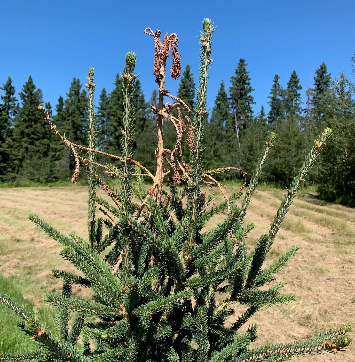 White Pine Weevil Tree