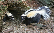 A group of skunks by a den