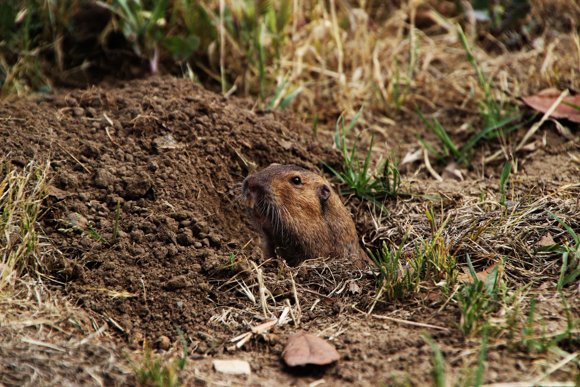 Northern Pocket Gopher 2