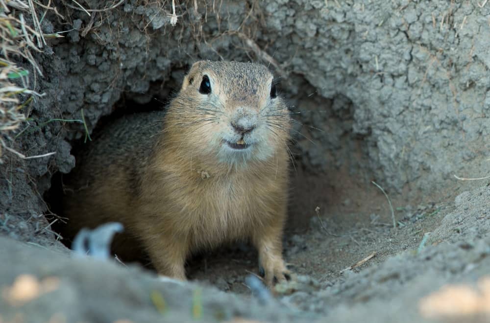 Richardson ground squirrel