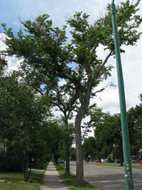 Dothiorella Elm Wilt