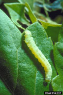 Larger Boxelder Leafroller