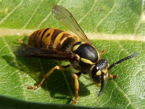 yellow jacket wasp.jpg