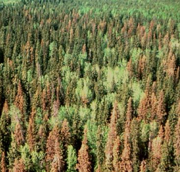 Spruce Beetle Infestation.JPG