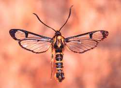 Douglas Fir Pitch Moth