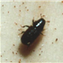 Spruce Beetle
