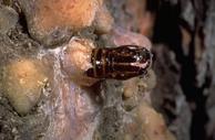 Pupal case protruding from pitch moth mass