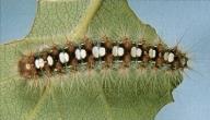 A satin moth caterpillar on a leaf