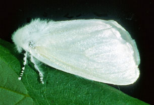 Adult Satin Moth