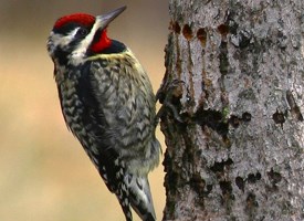 Yellow-bellied Sapsucker