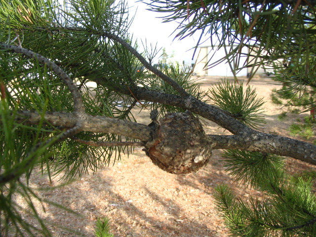 Western Gall Rust