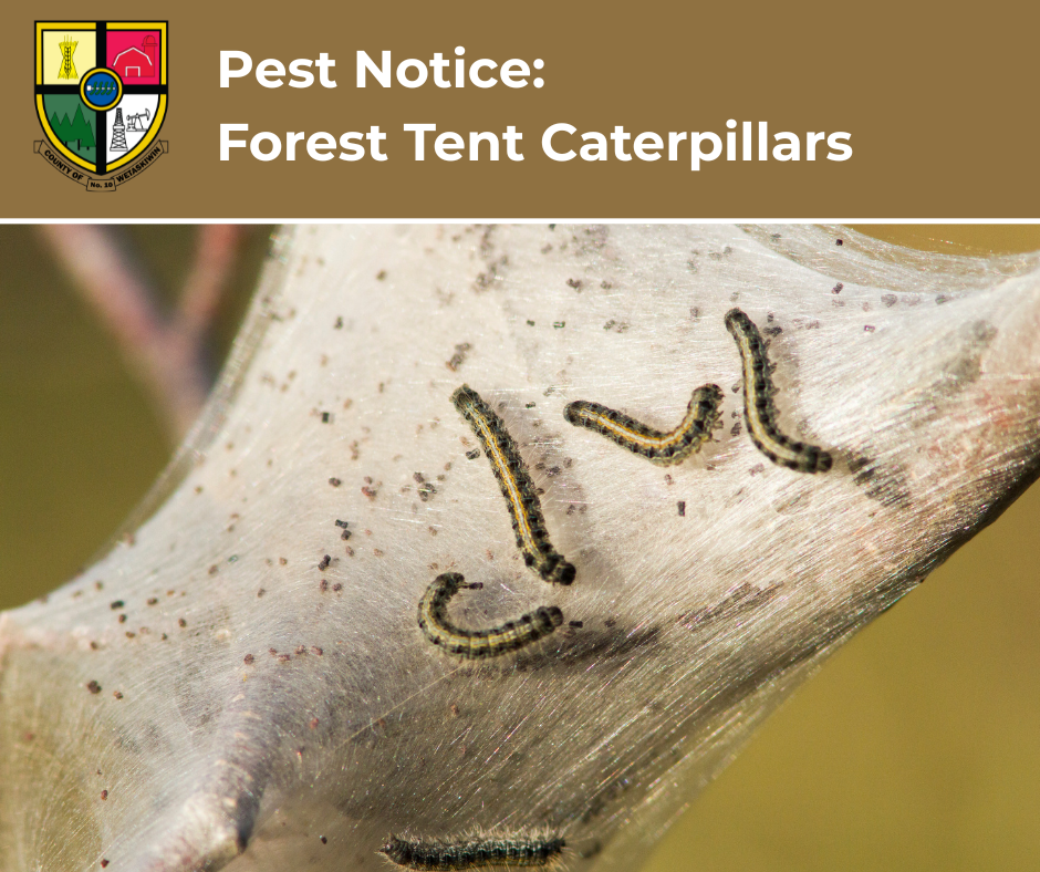 News Flash Forest Tent Caterpillar (7)