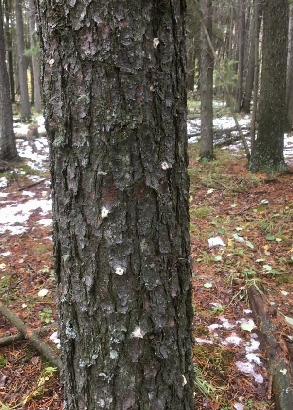 Tree Mountain Pine Beetle