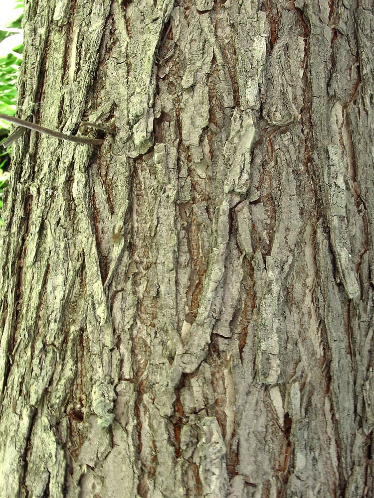 elm bark