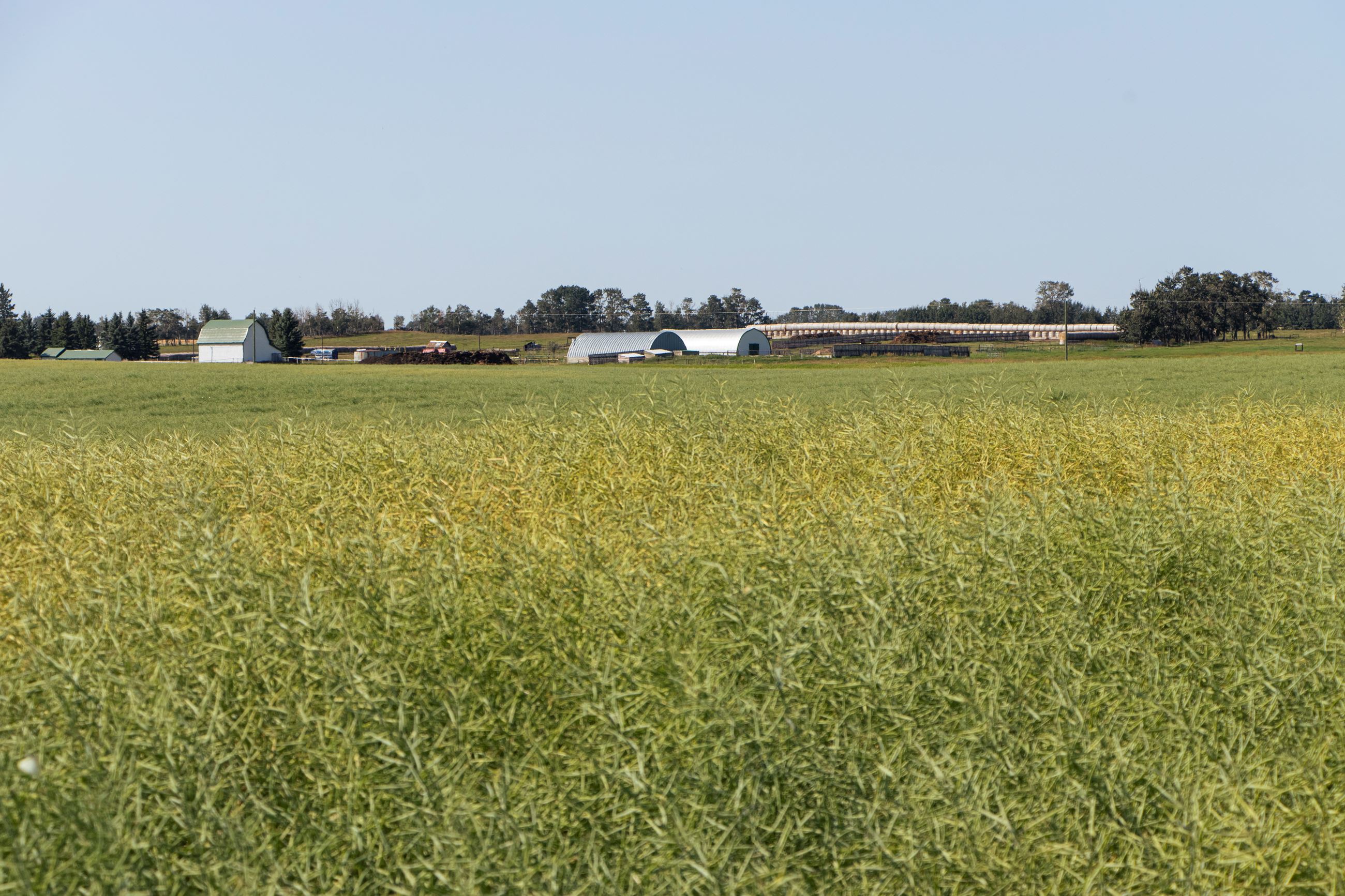 Canola field and farm